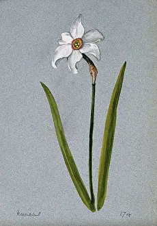 Single Stem Prints: Daffodil (Narcissus species): flowering stem. Creator: Unknown