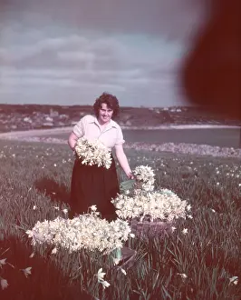 Ocean Prints: Daffodils, Isles of Scilly, c1955. Creator: Arthur Charles Kirby Ware