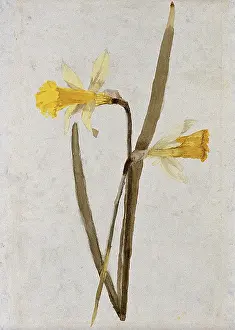 Healing Prints: Daffodils (Narcissus): flowers and leaves, c1890s. Creator: Hester Royd Carpenter