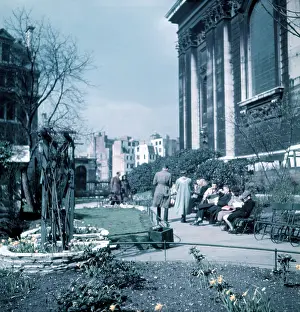 Flower Beds Prints: Daffodils in St Paul's Cathedral Churchyard
