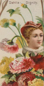 James Buchanan Duke Collection: Dahlia: Dignity, from the series Floral Beauties and Language of Flowers (N75