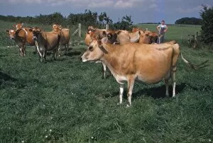 Dairy Farming Gallery: Dairy Herd Farming in Yorkshire, 20th century. Artist: CM Dixon