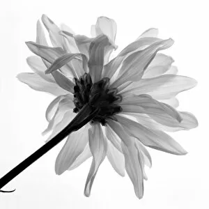 Botany Collection: Daisy. Creator: Tom Artin