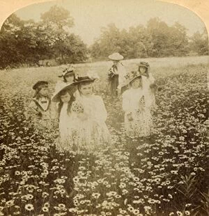 Bellis Perennis Gallery: In the Daisy Field: Sweet Flow ret of the Rural Glade, 1896. Creator: Unknown