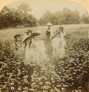 Daisy Prints: In the Daisy Field: Sweet Flow ret of the Rural Glade, 1896. Creator: Unknown
