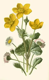 Edible Prints: Daisy & Marsh-Marigold, 1877. Creator: Frederick Edward Hulme
