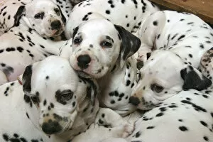 Group Portrait Gallery: Dalmatian puppies