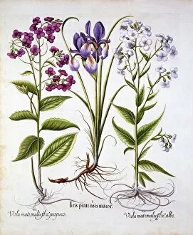 Rhizome Gallery: Dames Violet and a Field Iris, from Hortus Eystettensis, by Basil Besler (1561-1629), pub