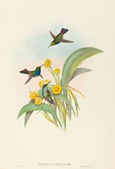 Damophila amabilis (Blue-breasted Hummingbird). Creators: John Gould Damophila amabilis (Blue-breasted Hummingbird). Creators: John Gould