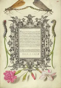 Carnation Prints: Damselflies, Caterpillars, Carnation