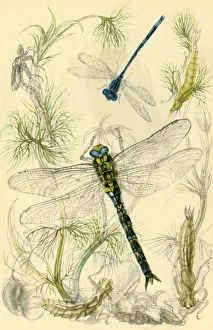 Natural History Prints: Damselflies, dragonflies and water snails, c1930s?, (1946). Creator: Vere Temple