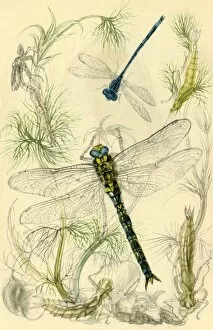 Damselflies, dragonflies and water snails, c1930s?, (1946). Creator: Vere Temple