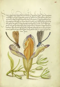 Freesia Prints: Damselflies, Spanish Iris, and Star-of-Bethlehem