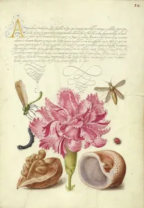 Seashell Prints: Damselfly, Carnation, Caterpillar