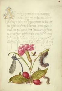 Cherry Prints: Damselfly, Carnation, Firebug, Caterpillar