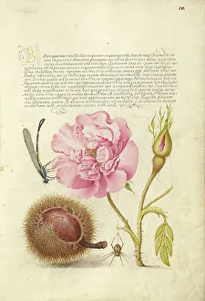 Damselfly, French Rose, Spanish Chestnut, and Spider, 1561-1562; illumination added 1591-1596. Creator: Joris Hoefnagel