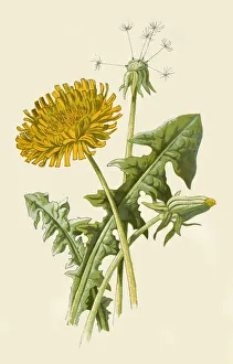 Edible Prints: Dandelion, 1877. Creator: Frederick Edward Hulme