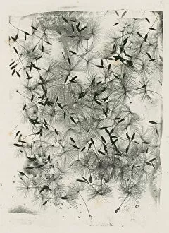 Dandelion Gallery: [Dandelion Seeds], 1858 or later. 1858 or later. Creator: William Henry Fox Talbot