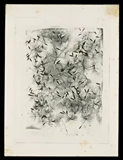 Calotype Negative Collection: [Dandelion Seeds], 1858 or later. Creator: William Henry Fox Talbot