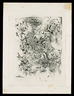 Seed Prints: [Dandelion Seeds], 1858 or later. Creator: William Henry Fox Talbot
