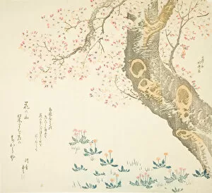 Dandelions and clovers beneath cherry tree, Japan, c. 1807. Creator: Hokusai
