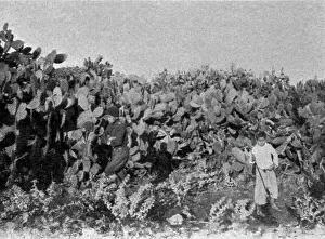 Tunisian Prints: Dans la plaine de Kaiouan. Un buisson de cactus; Afrique du nord