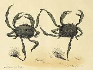 1831 Prints: Danse Fantastique from La Caricature, pub. 1831 (lithograph), 1831. Creator: Henry Monnier