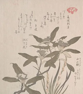 Shrub Prints: Daphne odora and Mojisuri-so, 19th century. Creator: Kubo Shunman