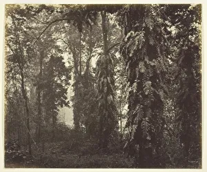 Cyathea Prints: Darjeeling, India, c. 1865. Creator: Samuel Bourne