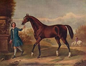 Images Dated 22nd May 2018: The Darley Arabian, c1720, (1922)