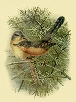 William Collins And Sons Collection: Dartford Warblers, 1887, (1942). Creator: Johannes Keulemans