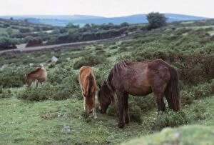 Dartmoor Gallery: Dartmoor Ponies on Dartmoor, Devon, 20th century. Artist: CM Dixon