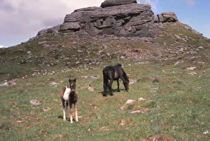 Foal Prints: Dartmoor Ponies and Granite Tor