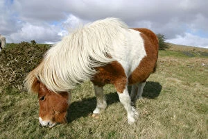 Dartmoor Gallery: Dartmoor Pony, Dartmoor, Devon