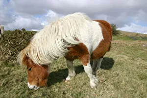 Pony Prints: Dartmoor Pony, Dartmoor, Devon