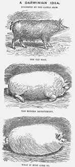 A Darwinian Idea, 1865. Artist: TW Woods