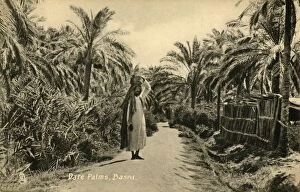 Date Palm Gallery: Date Palms, Basra, c1918-c1939. Creator: Unknown
