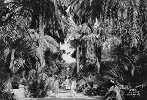 Date Palm Gallery: Date palms, Palermo, Sicily, Italy, c1920s-c1930s(?)