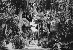 Date Palm Prints: Date palms, Palermo, Sicily, Italy, c1920s-c1930s(?)