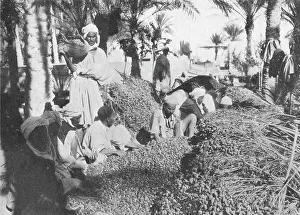 Date Palm Prints: Date Picking at Gabes, c1913. Artist: Charles JS Makin