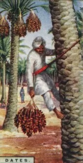 Date Palm Gallery: Dates. - Gathering the Fruit, N. Africa, 1928
