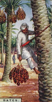 Date Palm Prints: Dates. - Gathering the Fruit, N. Africa, 1928