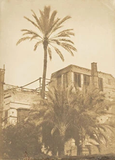 Date Palm Gallery: Dattiers et Maison du quartier Franc, au Kaire, December 1849-January 1850