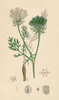 Roots Gallery: Daucus Carota. Wild Carrot, 19th Century