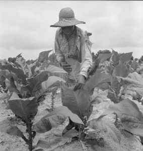 Sharecropping Prints: Daughter of Negro sharecropper goes up