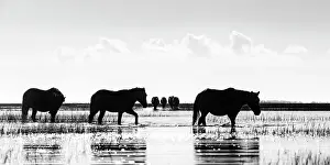 Wild Prints: Dawn Striders. Creator: Eve Turek