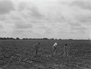 Bib Overalls Collection: Day laborers hoeing cottonn, near Corsicana, Texas, 1937. Creator: Dorothea Lange