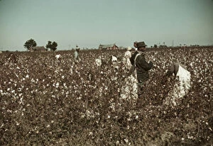 Farm Workers Collection: Day laborers picking cotton near Clarksdale, Miss. 1939. Creator: Marion Post Wolcott