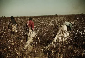 Day laborers picking cotton near Clarksdale, Miss. 1939. Creator: Marion Post Wolcott