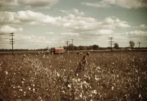 Day laborers picking cotton near Clarksdale, Miss. 1939. Creator: Marion Post Wolcott